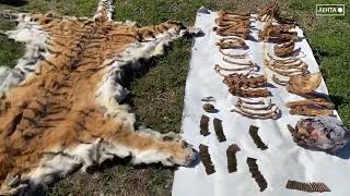 В Приморье возбуждено уголовное дело о незаконных добыче особо ценных диких животных и хранении взрывных устройств