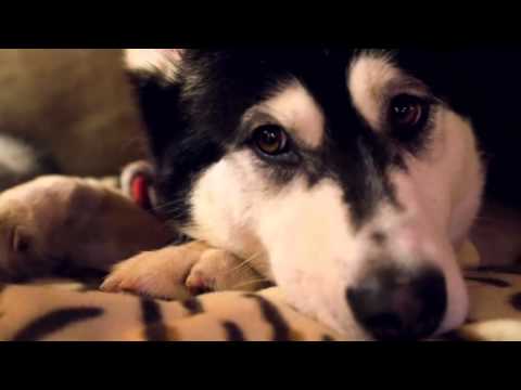 The Dog Rescuers'