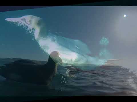 Sardine Run Sudafrica