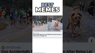 The Best Memes