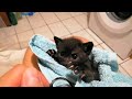 From Helpless Newborn to Fearless Black Panther[1]