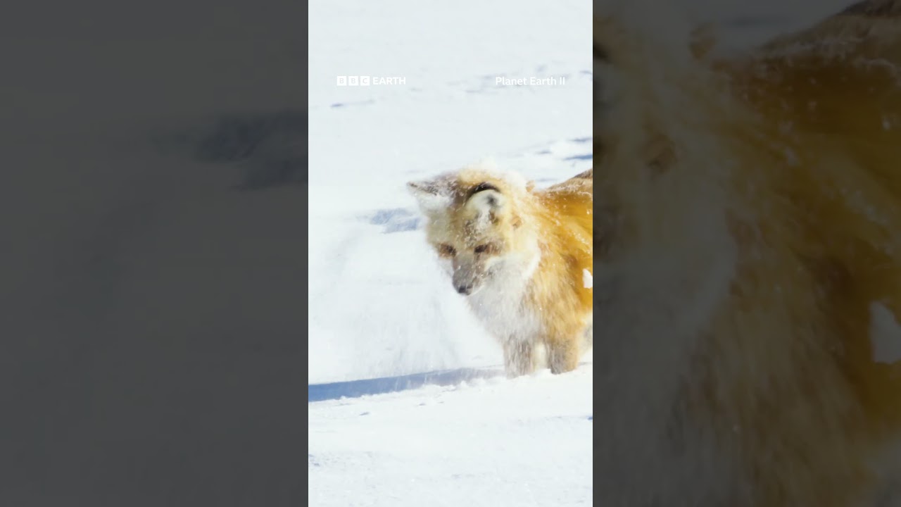 Red foxes rely on their extraordinary hearing to detect rodents moving beneath the snow ﻿🦊 #Shorts