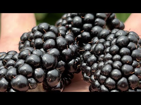 screenshot of youtube video titled Simply Green Farm's Blackberries