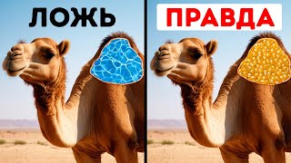 Необычные факты о животных, которые звучат как выдумка (но это правда!)