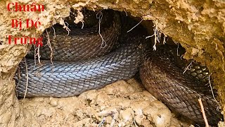 Cặp Hổ Sáp Cực Độc Loại Đại Đang Quầng Ổ Đẻ Trứng | Mười Thương SB_ Tập 148