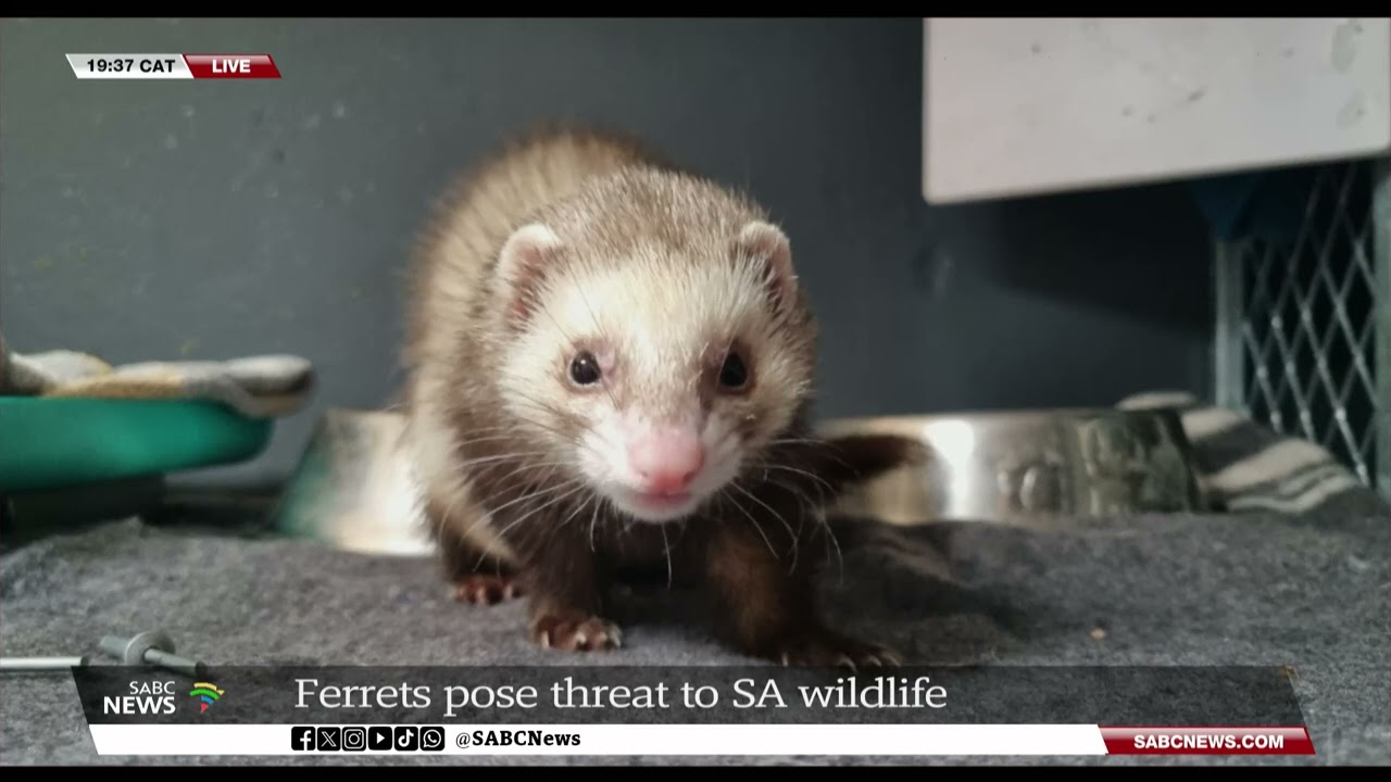 Ferrets pose threat to SA wildlife, society: Wayne Meyer