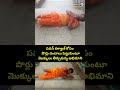 పవన్ కళ్యాణ్ కోసం పొర్లు దండాలు పెట్టుకుంటూ మొక్కులు తీర్చుకున్న అభిమాని | Pawankalyan | Prime9 News  - 00:05 min - News - Video