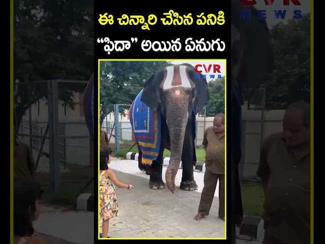 ఈ చిన్నారి చేసిన పనికి ఫిదా అయిన ఏనుగు | Elephant Love | CVR News