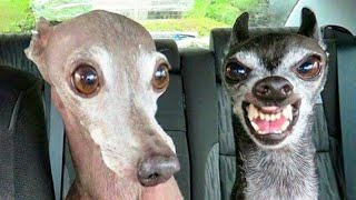 Enjoy new funniest and very cute compilation of the week about try not laugh funny animals life vide