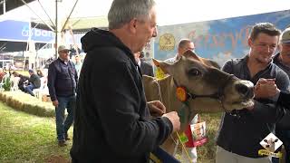 Vaca Jersey é Suprema Campeã das Raças na Expointer 2024