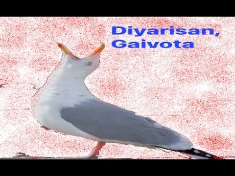 Diyarisan - Gaivota (Seagull)