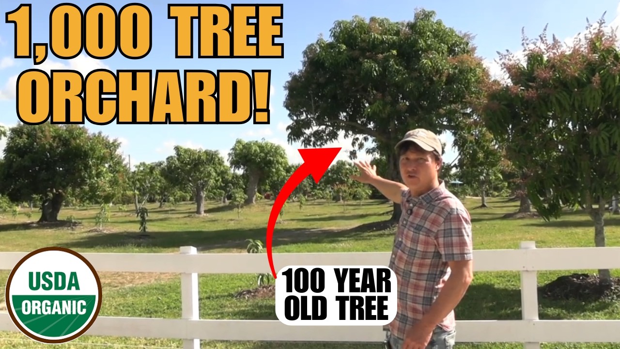 Inside Florida’s Rare 1,000-Tree Organic Mango Orchard (Free Festival!)