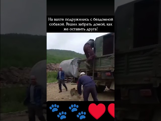#пёсик убедился ещё, едет ли хозяин, такой счастливый, дай бог здоровья обоим♥️🐾