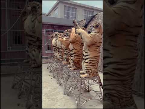 detik detik harimau sumatera mengaum. efek suara harimau free copyright #Shorts #stories