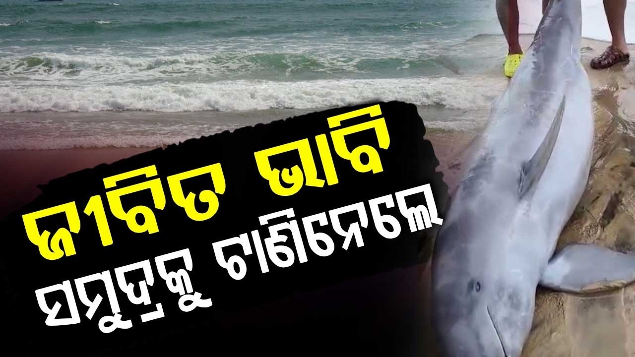 Kendrapara: 10-Foot Dead Dolphin Found On Pentha Beach; Tourists Pull It Back To Sea | Argus News