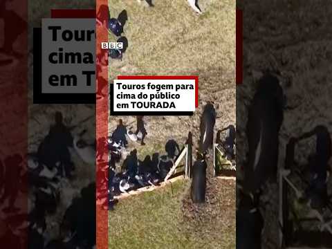 Momento em que touros fogem para cima do público de tourada