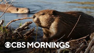 Scientists use beavers to create drought and fire-resistant landscapes