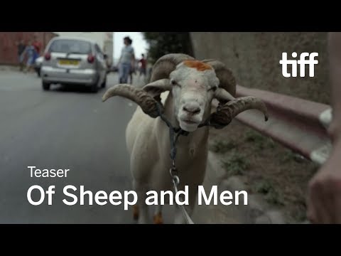 Of Sheep and Men'