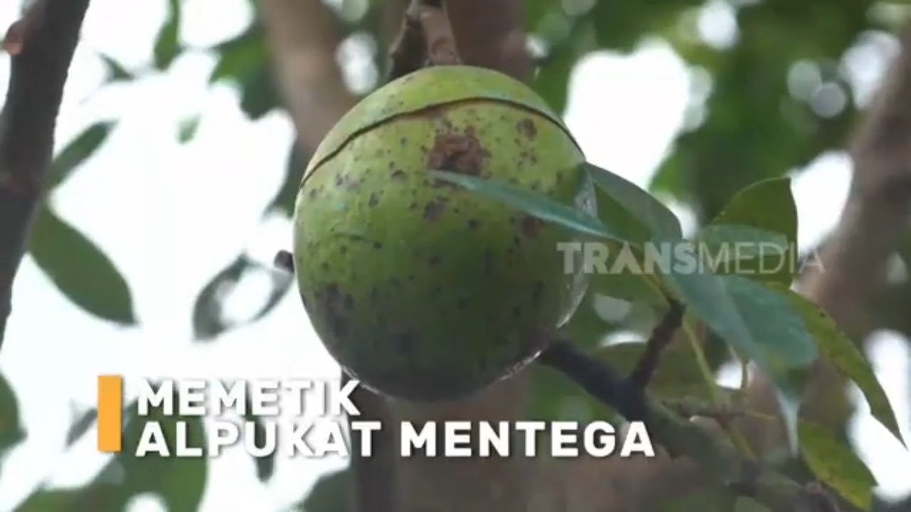 Memetik Alpukat Mentega | SI BOLANG (20/05/24)