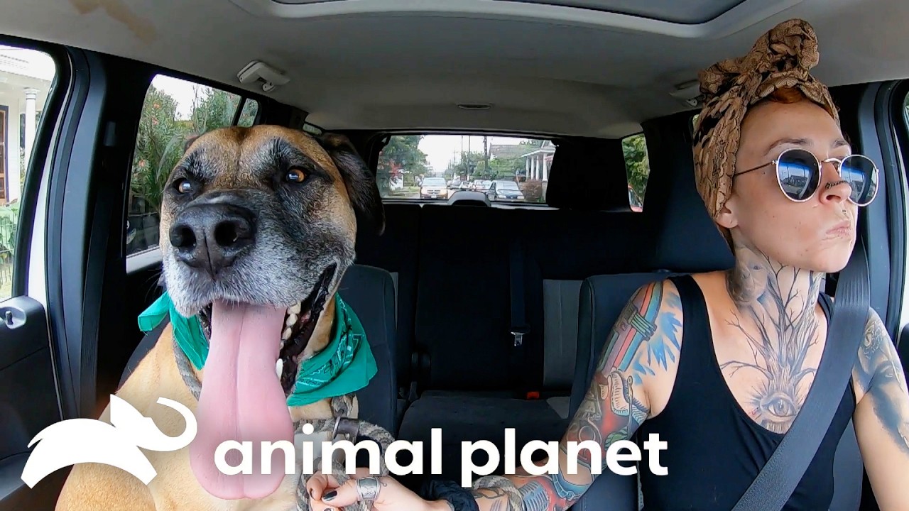 The Dogs that Stole Their Hearts | Pit Bulls and Parolees | Animal Planet