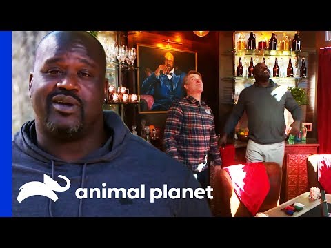 La poker room sulla casa sull'albero di Shaq O'Neal