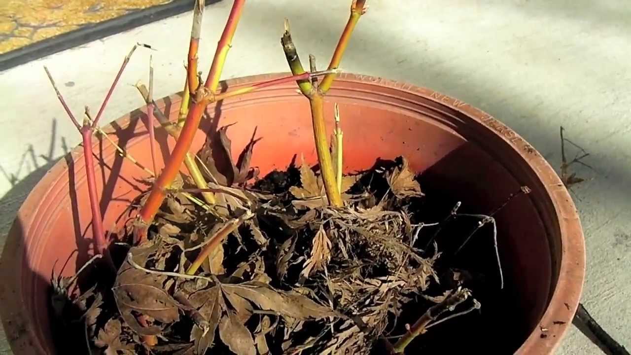 propagate red maple tree from cutting