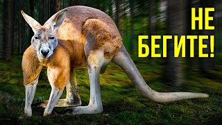 Как пережить нападение кенгуру