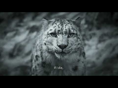 Snow Leopard'