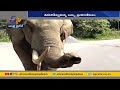 Watch: Wild Elephant 'Padayappa' terrorizes Munnar residents yet again
