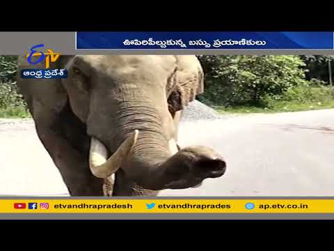 Watch: Wild Elephant 'Padayappa' terrorizes Munnar residents yet again
