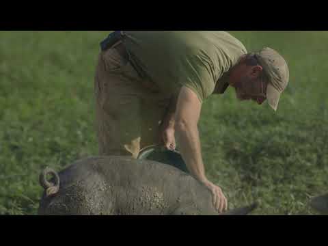 The Last Pig'
