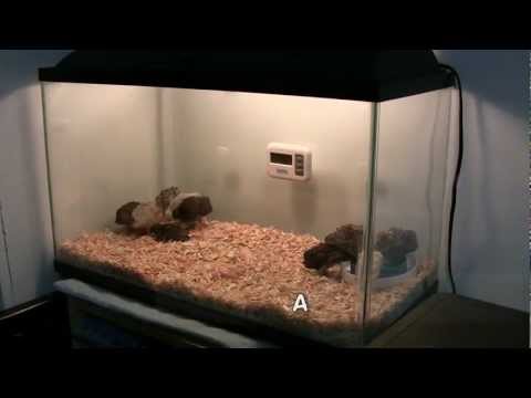 How to Setup a Button Quail Brooder