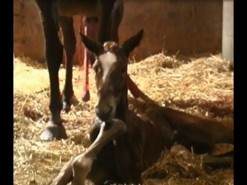 Horse Giving Birth. Mare Having Baby. Foaling - YouTube