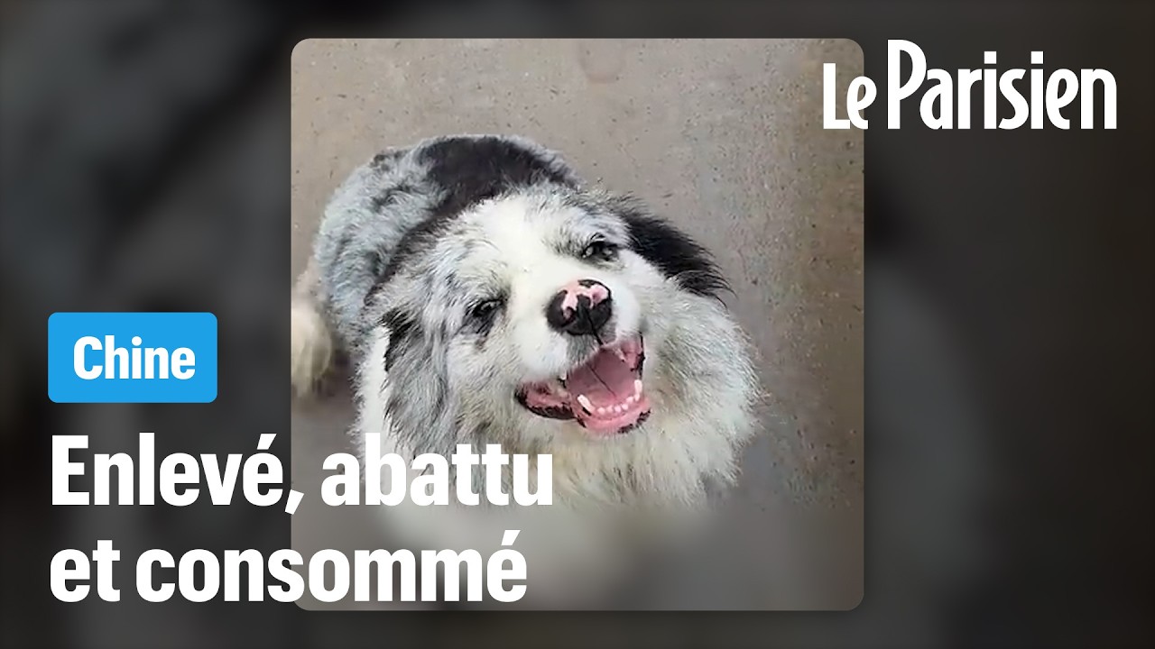 Chine : ce chien star des réseaux kidnappé puis mangé dans un restaurant