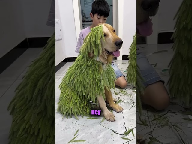 Невероятно! Подстриг пса наполовину и замаскировал листьями 🌿😂
