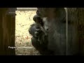 Prague Zoo welcomes second baby gorilla in three months  - 01:10 min - News - Video