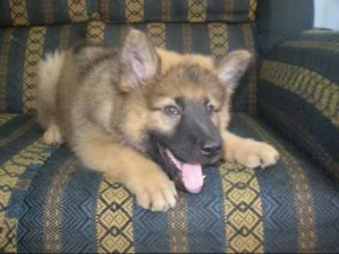 Chow chow misturado Chow chow misturado
