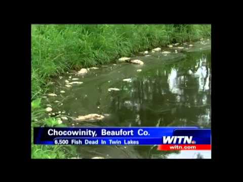 6,500 Fish found dead overnight in Twin Lakes, North Carolina (July 14, 2012)