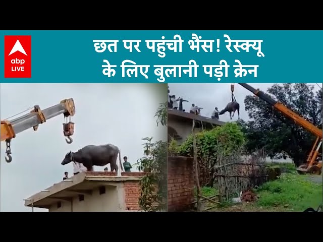 MP News: छत पर पहुंची भैंस! रेस्क्यू के लिए बुलानी पड़ी क्रेन | ABP LIVE