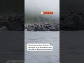 Sea lions dive into the sea during earthquake  - 00:14 min - News - Video