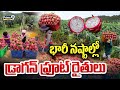 భారీ నష్టాల్లో డ్రాగన్ ఫ్రూట్ రైతులు | Dragon fruit farmers count their losses | Prime9 News