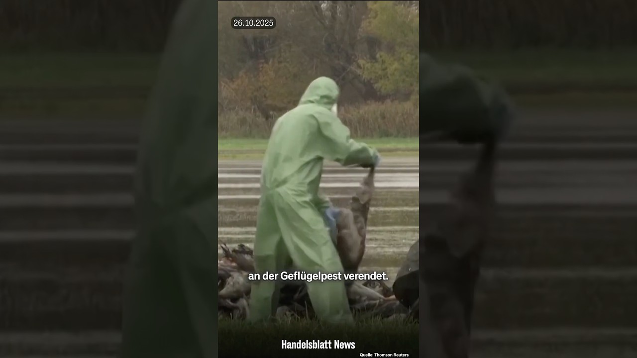 Vogelgrippe-Ausbruch: 130.000 Tiere in Brandenburg müssen gekeult werden