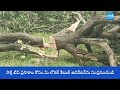 Mango Farmer Comments on MRO | Chandrababu Govt | Vizianagaram District | @sakshitv - 01:14 min - News - Video