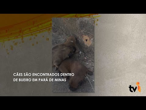 Vídeo: Cães são encontrados dentro de bueiro em Pará de Minas