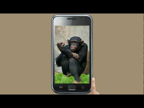 Funny monkey live wallpaper for Android. Funny monkey free download for  tablet and phone.