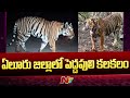 Tiger spotted in Eluru district's Kovvada