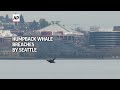 Humpback whale dazzles with breaches near downtown Seattle  - 00:41 min - News - Video
