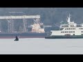 Humpback whale dazzles with breaches near downtown Seattle