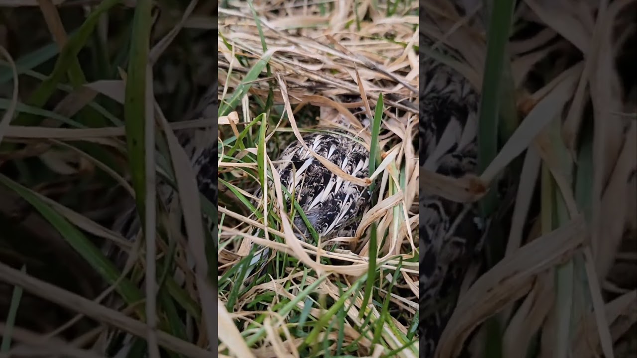 Hidden Quail
