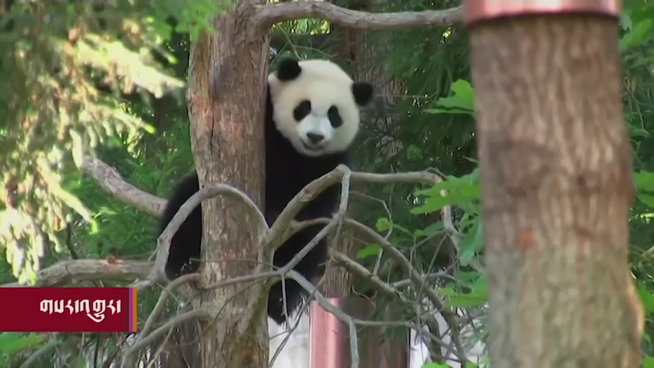 ཨ་རི་དང་རྒྱ་ནག་བར་གྱི་བོད་ཀྱི་དོམ་ཁྲ། End of Panda Diplomacy? A View from Tibetans